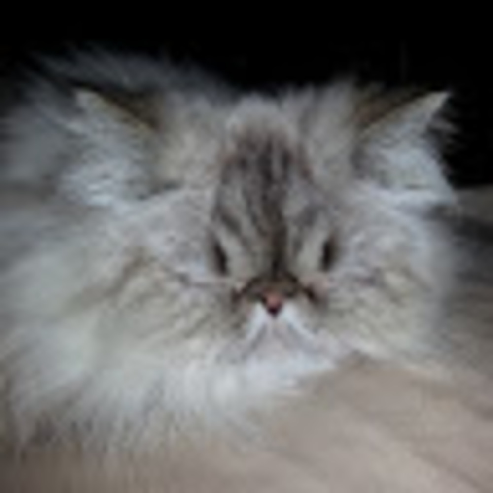 Meet your Posher, Jamie